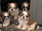 Chiots Shih Tzu disponible de suite