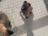 2 chiots femelles Malinois LOF nées en février 2026 à vendre