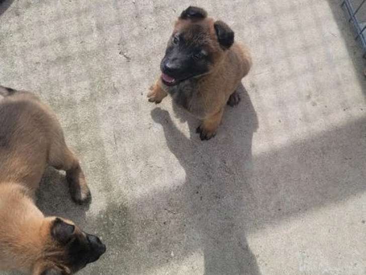 2 chiots femelles Malinois LOF nées en février 2026 à vendre