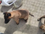 2 chiots femelles Malinois LOF nées en février 2026 à vendre