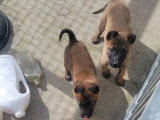 2 chiots femelles Malinois LOF nées en février 2026 à vendre