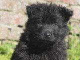 5 chiots Berger Allemand LOF nés février 2026 en vente