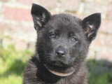 5 chiots Berger Allemand LOF nés février 2026 en vente