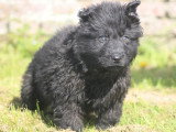 5 chiots Berger Allemand LOF nés février 2026 en vente