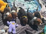 6 chiots Beagle mâles et femelles non LOF nés en février 2026