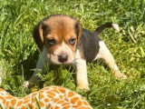 6 chiots Beagle mâles et femelles non LOF nés en février 2026