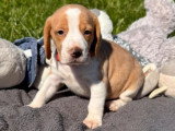 6 chiots Beagle mâles et femelles non LOF nés en février 2026
