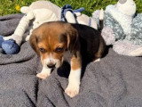 6 chiots Beagle mâles et femelles non LOF nés en février 2026