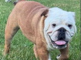 Bulldog anglais mâle LOF 15 mois à vendre