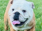 Bulldog anglais mâle LOF 15 mois à vendre