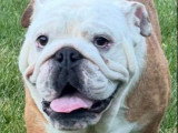 Bulldog anglais mâle LOF 15 mois à vendre