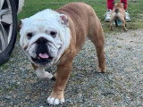 Bulldog anglais mâle LOF 15 mois à vendre