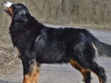 8 chiots Bouvier Bernois LOF de mars 2026 à réserver