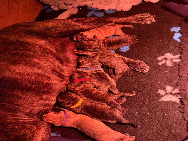 Chiots Presa Canario LOF à vendre
