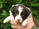 7 chiots Border Collie chocolat de mars 2026 à réserver non LOF