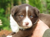 7 chiots Border Collie chocolat de mars 2026 à réserver non LOF
