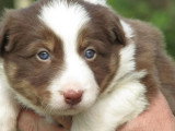 7 chiots Border Collie chocolat de mars 2026 à réserver non LOF