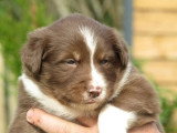 7 chiots Border Collie chocolat de mars 2026 à réserver non LOF
