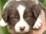 7 chiots Border Collie chocolat de mars 2026 à réserver non LOF