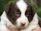 7 chiots Border Collie chocolat de mars 2026 à réserver non LOF