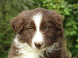 7 chiots Border Collie chocolat de mars 2026 à réserver non LOF