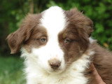 7 chiots Border Collie chocolat de mars 2026 à réserver non LOF
