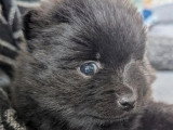 3 chiots Spitz Allemand non LOF à réserver