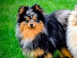 3 chiots Spitz Allemand non LOF à réserver
