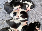 Portée de 8 chiots Border Collie non LOF noirs et blancs à réserver