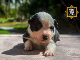 Portée de 8 chiots Border Collie non LOF noirs et blancs à réserver