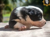 Portée de 8 chiots Border Collie non LOF noirs et blancs à réserver