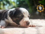 Portée de 8 chiots Border Collie non LOF noirs et blancs à réserver