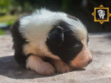 Portée de 8 chiots Border Collie non LOF noirs et blancs à réserver