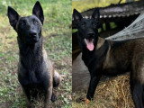 5 chiots Berger Belge Malinois non LOF nés en mars 2026 à réserver