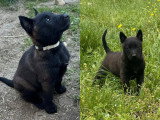 5 chiots Berger Belge Malinois non LOF nés en mars 2026 à réserver