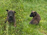 5 chiots Berger Belge Malinois non LOF nés en mars 2026 à réserver