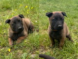 5 chiots Berger Belge Malinois non LOF nés en mars 2026 à réserver