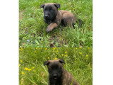 5 chiots Berger Belge Malinois non LOF nés en mars 2026 à réserver