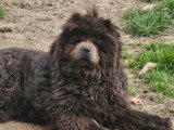 Chienne Chow Chow bleue LOF de 3 ans à vendre