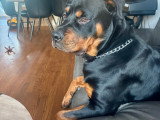 Mâle Rottweiler américain de pure race disponible pour saillie