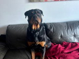 Mâle Rottweiler américain de pure race disponible pour saillie