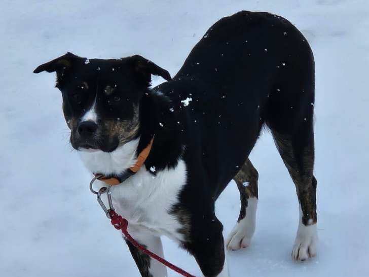 Athena, chienne Border Collie croisée Pitbull de 1 an à vendre