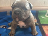 Chiots micro American Bully disponibles