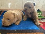 Chiots micro American Bully disponibles