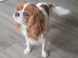 Cherche mâle Cavalier King Charles pour saillie
