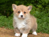 5 chiots Welsh Corgi Pembroke LOF nés en mars 2026 à réserver