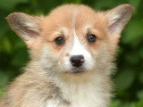 5 chiots Welsh Corgi Pembroke LOF nés en mars 2026 à réserver