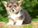5 chiots Welsh Corgi Pembroke LOF nés en mars 2026 à réserver