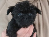Chiots d'apparence Affenpinscher à vendre