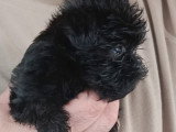 Chiots d'apparence Affenpinscher à vendre